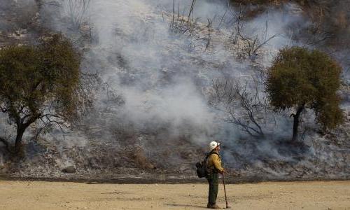 Firefighter standing near smoldering trees.